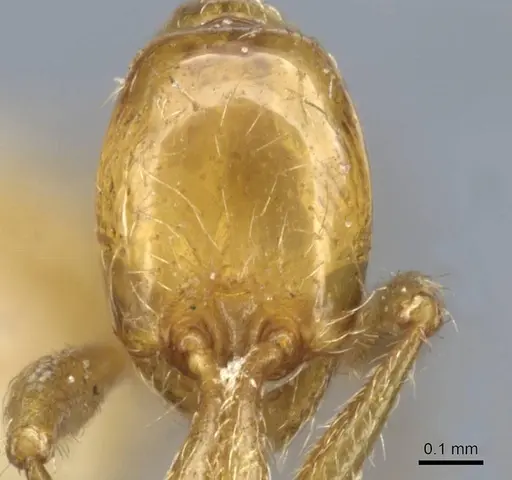 Aenictus wroughtonii specimen CASENT0907022 image casent0907022_2