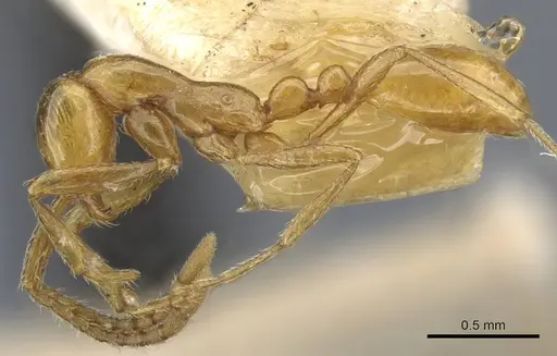 Aenictus wroughtonii specimen CASENT0907022 image casent0907022_3