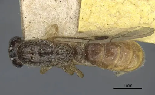 Aenictus wroughtonii specimen CASENT0916864 image casent0916864_1