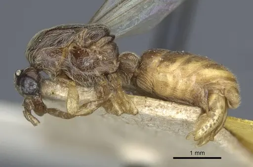 Aenictus wroughtonii specimen CASENT0916864 image casent0916864_3
