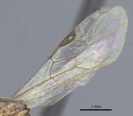Aenictus wroughtonii specimen CASENT0916864 image casent0916864_4