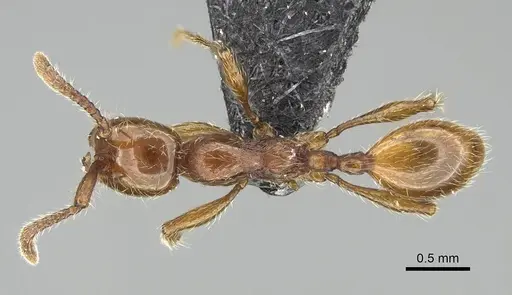 Aenictus wudangshanensis specimen CASENT0914927 image casent0914927_1