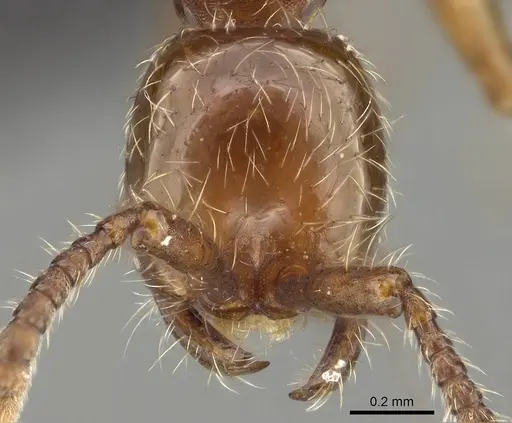 Aenictus wudangshanensis specimen CASENT0914927 image casent0914927_2