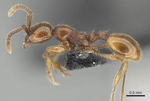 Aenictus wudangshanensis specimen CASENT0914927 image casent0914927_3