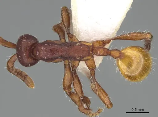 Aenictus xegi specimen KG03210-3 image kg03210-3_1