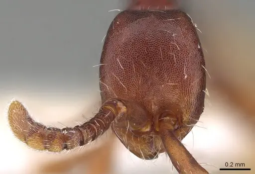 Aenictus xegi specimen KG03210-3 image kg03210-3_2