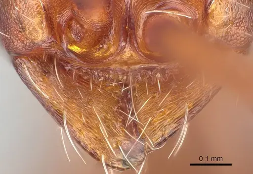 Aenictus xegi specimen KG03210-3 image kg03210-3_3