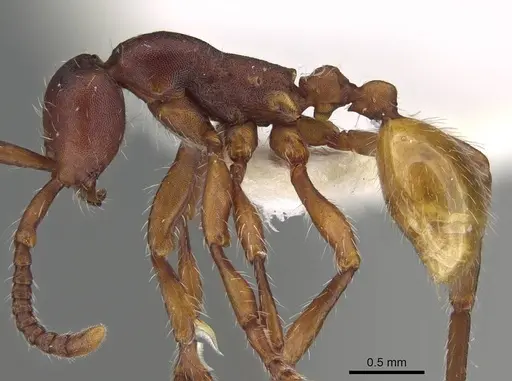 Aenictus xegi specimen KG03210-3 image kg03210-3_4