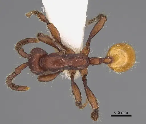 Aenictus xegi specimen NHMUK012849243 image nhmuk012849243_1