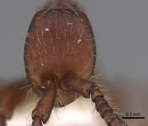 Aenictus xegi specimen NHMUK012849243 image nhmuk012849243_2
