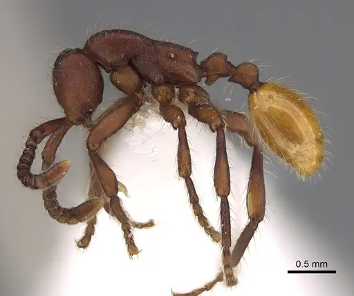 Aenictus xegi specimen NHMUK012849243 image nhmuk012849243_3