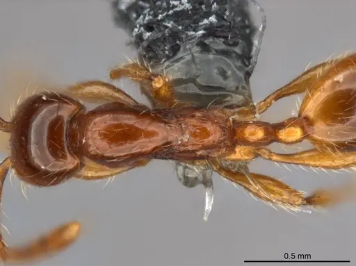 Aenictus yangi specimen CASENT0735503 image casent0735503_1