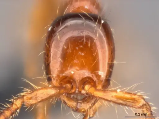 Aenictus yangi specimen CASENT0735503 image casent0735503_2
