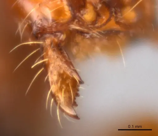 Aenictus yangi specimen CASENT0735503 image casent0735503_3