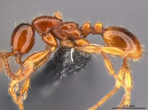 Aenictus yangi specimen CASENT0735503 image casent0735503_4