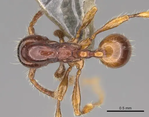 Aenictus yangi specimen CASENT0735508 image casent0735508_1