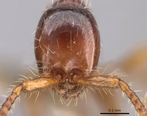 Aenictus yangi specimen CASENT0735508 image casent0735508_2