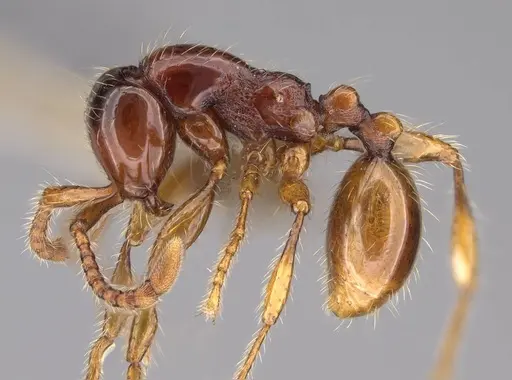 Aenictus yangi specimen CASENT0735508 image casent0735508_3