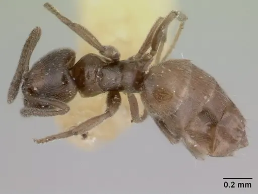 Agraulomyrmex meridionalis specimen CASENT0178493 image casent0178493_1