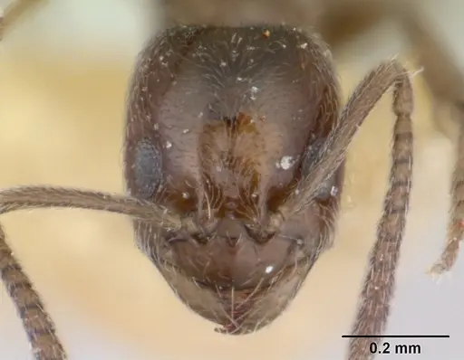 Agraulomyrmex meridionalis specimen CASENT0178493 image casent0178493_2