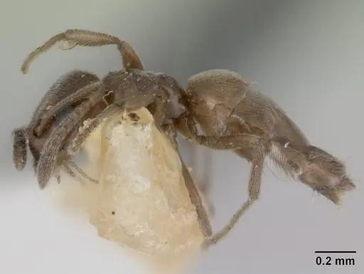 Agraulomyrmex meridionalis specimen CASENT0178493 image casent0178493_3