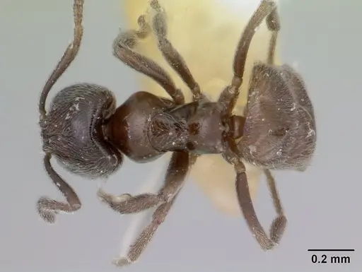 Agraulomyrmex meridionalis specimen CASENT0178494 image casent0178494_1
