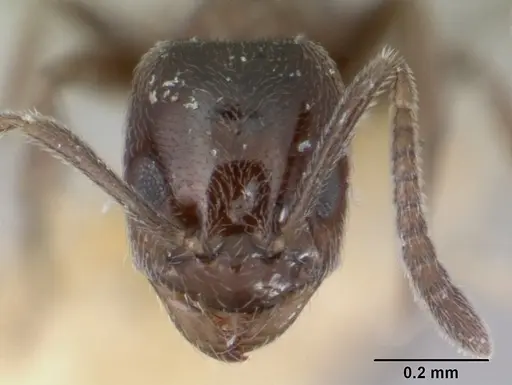 Agraulomyrmex meridionalis specimen CASENT0178494 image casent0178494_2
