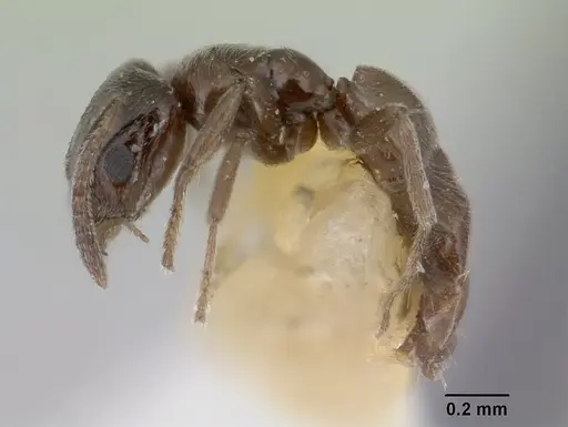 Agraulomyrmex meridionalis specimen CASENT0178494 image casent0178494_3