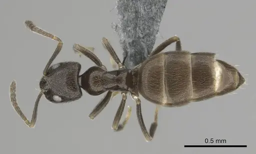 Agraulomyrmex meridionalis specimen CASENT0813061 image casent0813061_1