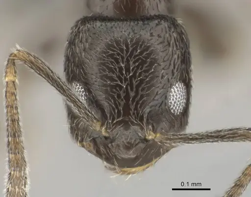 Agraulomyrmex meridionalis specimen CASENT0813061 image casent0813061_2