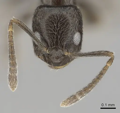 Agraulomyrmex meridionalis specimen CASENT0813061 image casent0813061_3