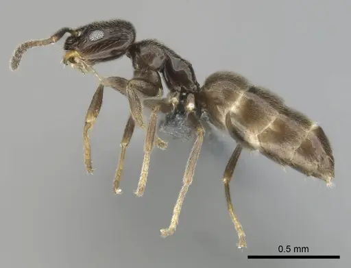 Agraulomyrmex meridionalis specimen CASENT0813061 image casent0813061_4