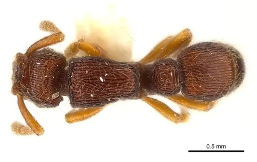 Alfaria caelata specimen CASENT0179949 image casent0179949_1