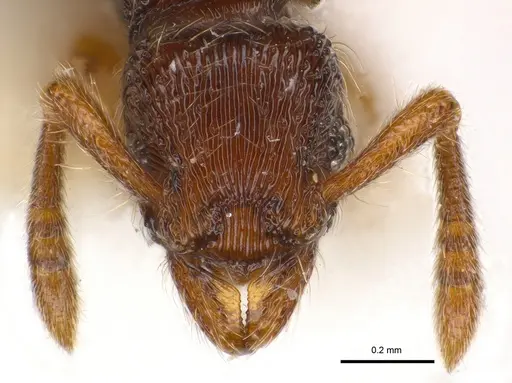 Alfaria caelata specimen CASENT0179949 image casent0179949_2
