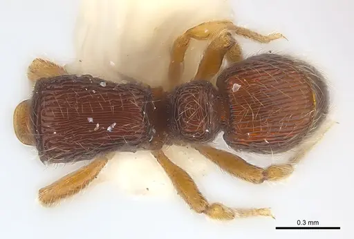 Alfaria caelata specimen CASENT0179973 image casent0179973_1