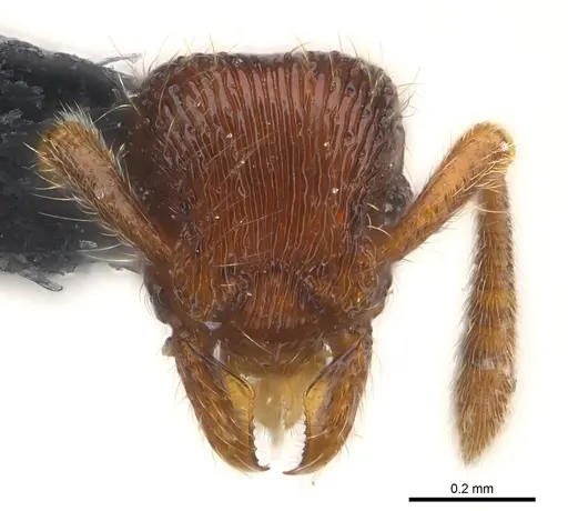 Alfaria caelata specimen CASENT0179973 image casent0179973_2