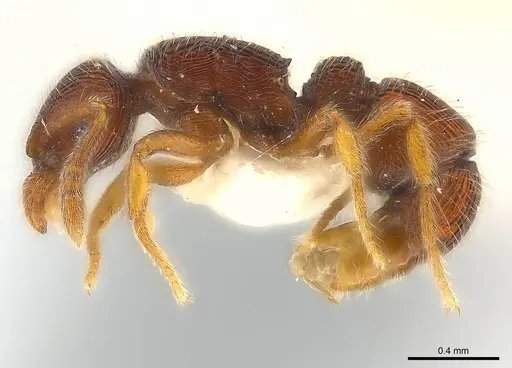 Alfaria caelata specimen CASENT0179973 image casent0179973_3