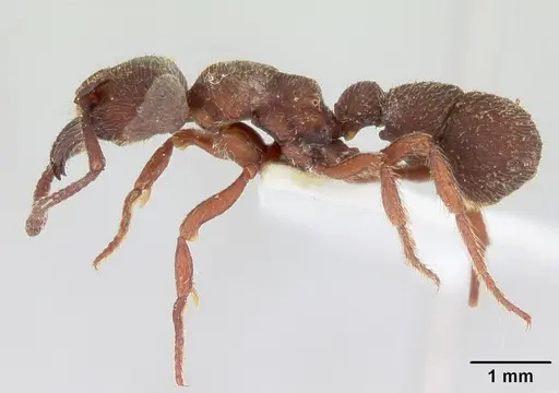 Alfaria fieldi specimen CASENT0178675 image casent0178675_3