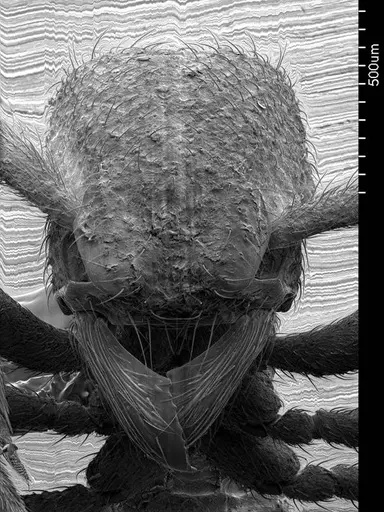 Alfaria minuta specimen ANTWEB1008530 image antweb1008530_2