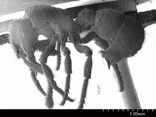 Alfaria minuta specimen ANTWEB1008530 image antweb1008530_3