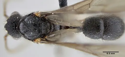 Alfaria minuta specimen ANTWEB1038053 image antweb1038053_1