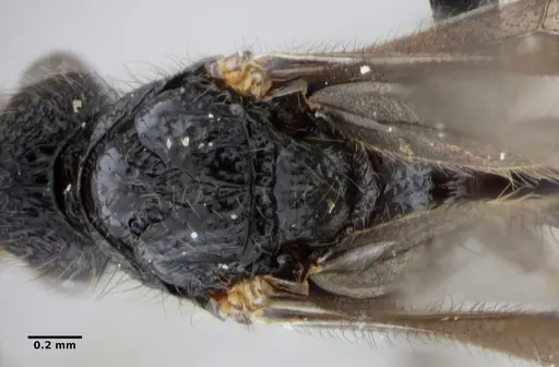 Alfaria minuta specimen ANTWEB1038053 image antweb1038053_2