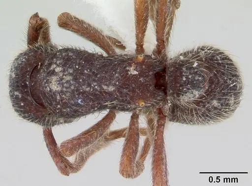 Alfaria minuta specimen CASENT0178680 image casent0178680_1