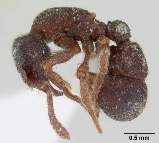 Alfaria minuta specimen CASENT0178680 image casent0178680_3