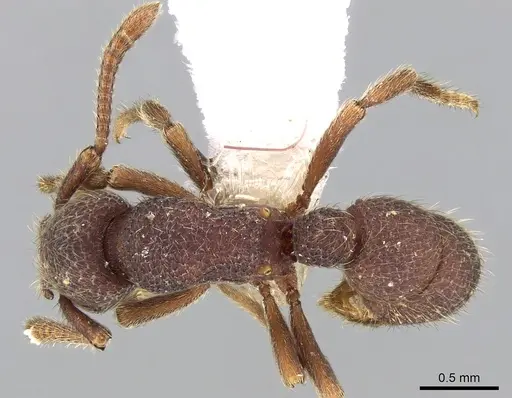 Alfaria minuta specimen CASENT0281213 image casent0281213_1