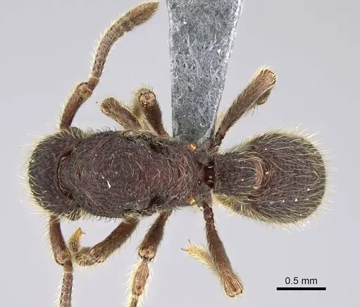 Alfaria minuta specimen CASENT0374878 image casent0374878_1