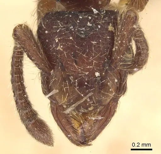 Alfaria minuta specimen CASENT0903849 image casent0903849_2