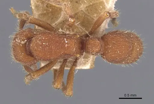 Alfaria minuta specimen CASENT0907194 image casent0907194_1