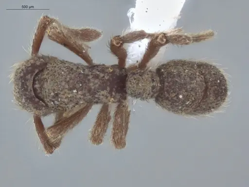 Alfaria minuta specimen ECOFOG-KW14-0038-27 image ecofog-kw14-0038-27_1