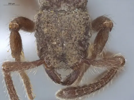 Alfaria minuta specimen ECOFOG-KW14-0038-27 image ecofog-kw14-0038-27_2